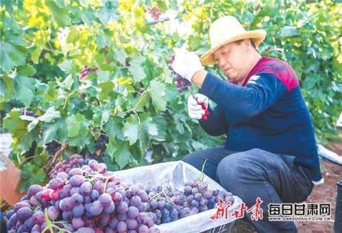 管好田間 保障舌尖——臨澤縣全面提升農(nóng)產(chǎn)品質(zhì)量安全工作紀(jì)實(shí)